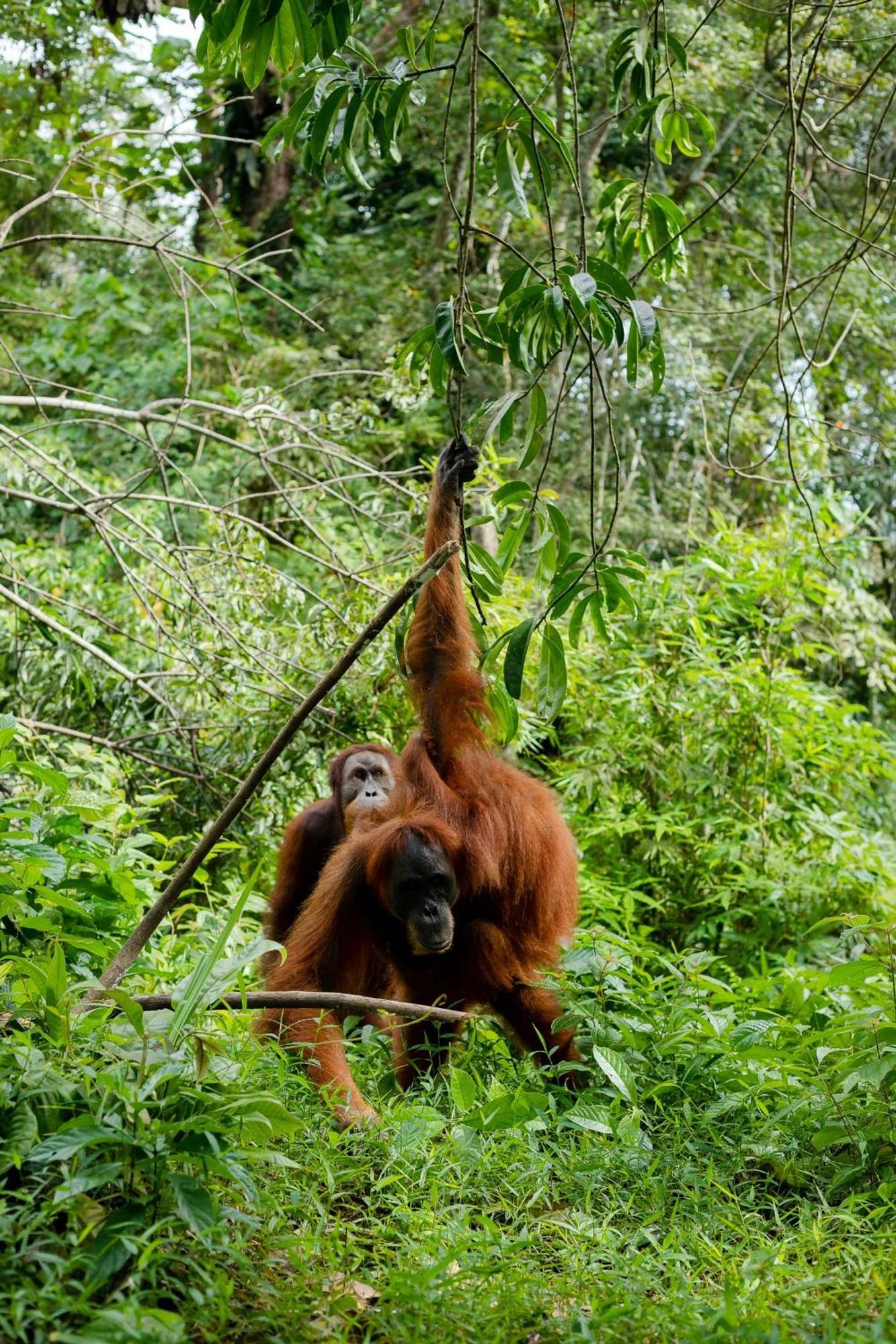 Green Travelodge Bukit Lawang Dış mekan fotoğraf