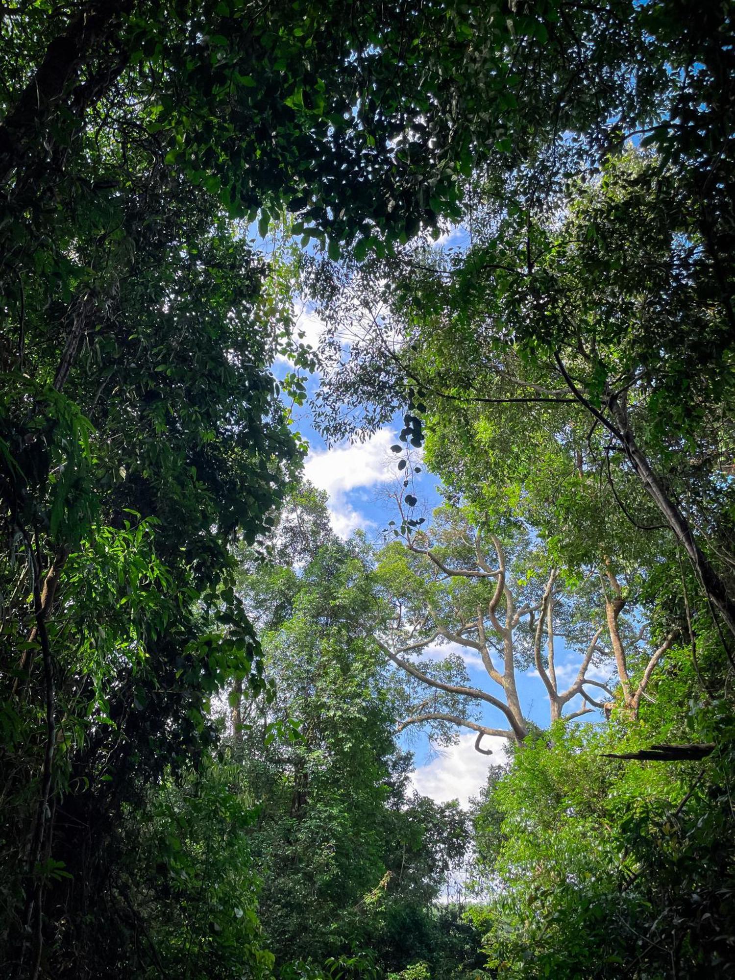 Green Travelodge Bukit Lawang Dış mekan fotoğraf